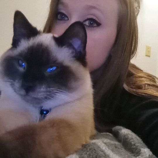 CRLSiameseKittens