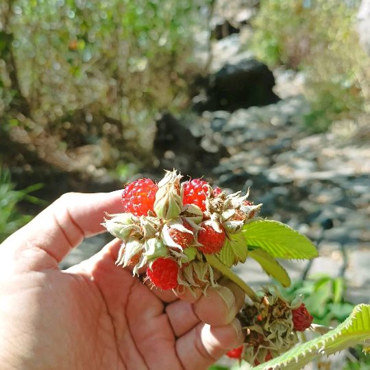 YuniKentik