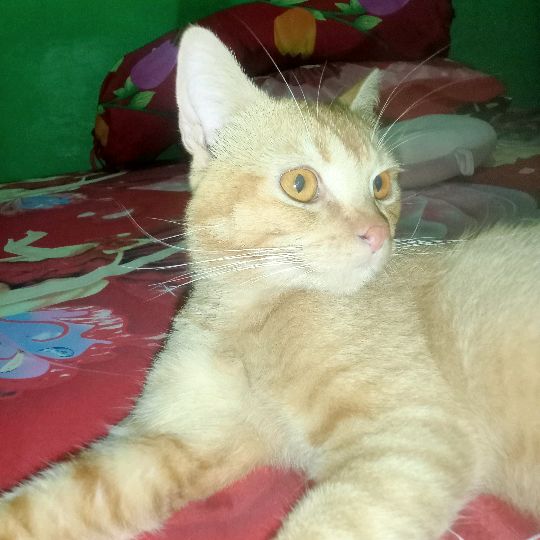 DesiY61